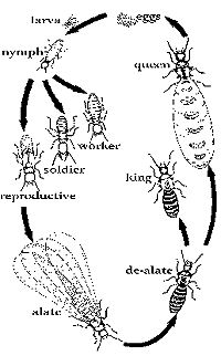 Ciclo vital de la termita