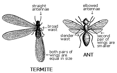 Termite GEGEN Ameise