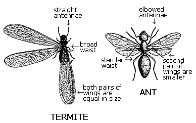 Termite VS Ant